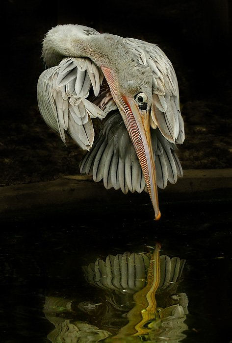 narciso