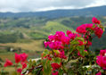 TRINITARIA