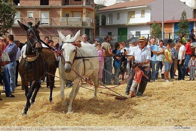 XIII Feria de la Mula en Arenas Otras temáticas Color (Digital)