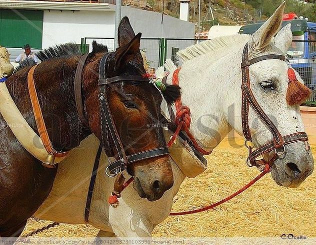 XIII Feria de la Mula en Arenas