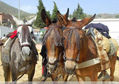 XIII Feria de la Mula en Arenas