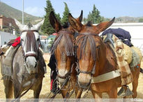 XIII Feria de la...