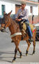XIII Feria de la Mula en Arenas