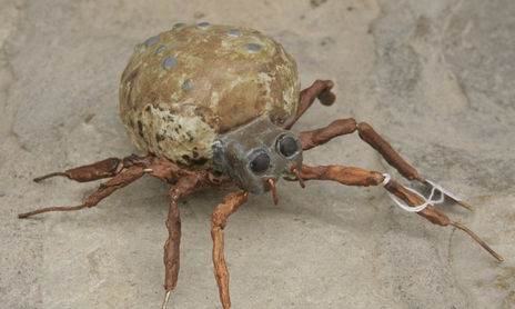 insectos