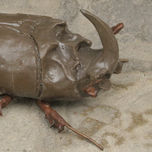 insectos thumbnail 2