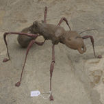 insectos thumbnail 1