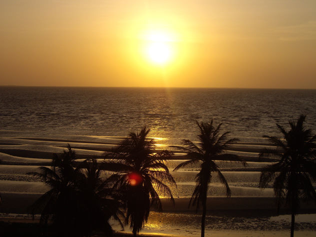 Conversación de palmeras en la ribera del lago de Maracaibo....
