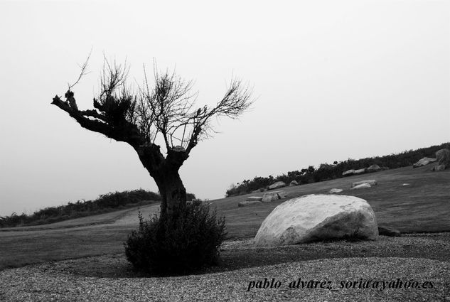 OLIVO con piedra 