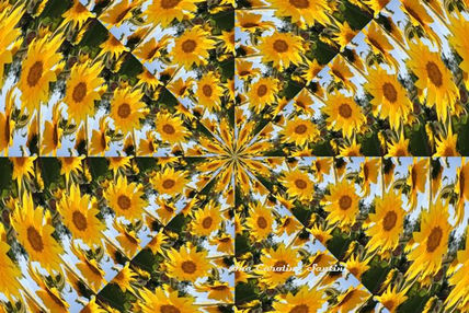 Lluvia de girasoles