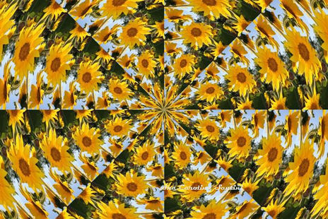 Lluvia de girasoles