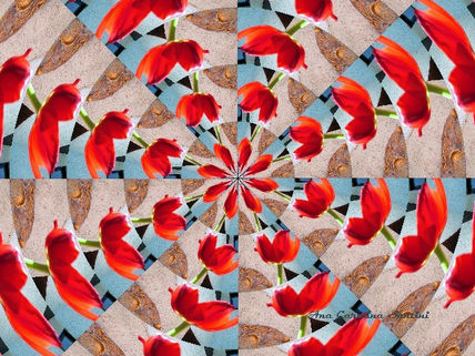 Tulipanes pop