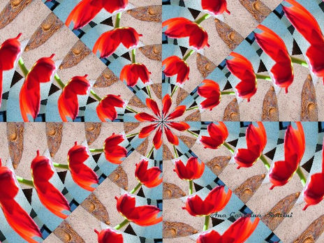 Tulipanes pop