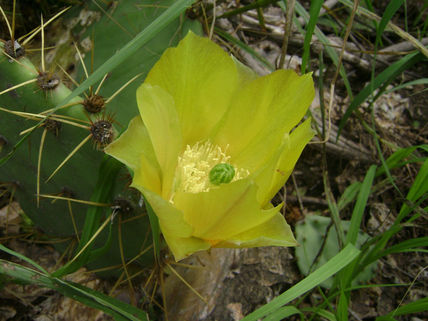 Flor del desierto