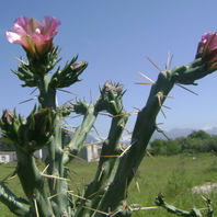 obra