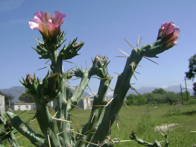 flor del desierto 2 