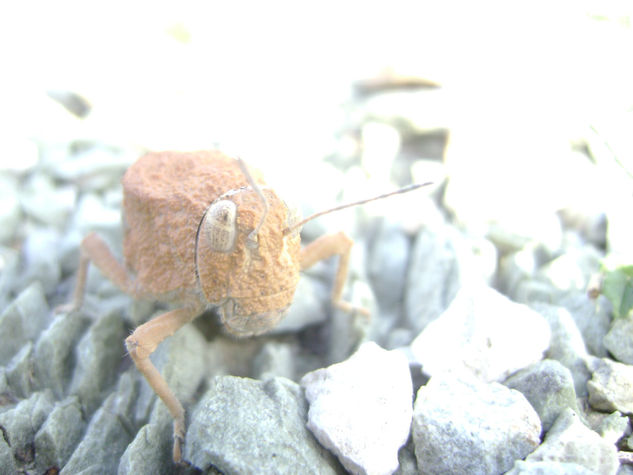 bichito del desierto 