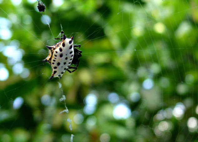 Araña Nature Color (Digital)