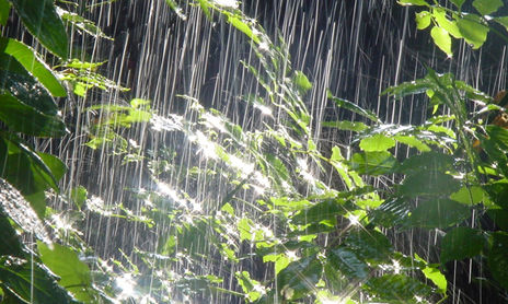 Naturaleza