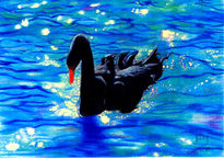 Cisne negro