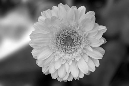 Flor BN