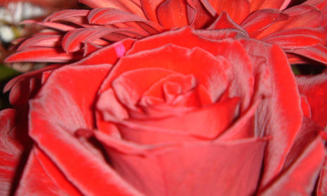 FLORS