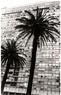 Palmera