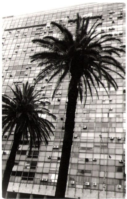 Palmera