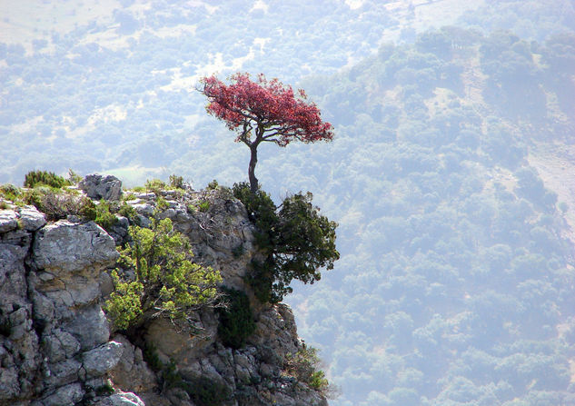 Arbol rojo Naturaleza Color (Digital)