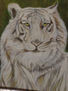 tigre blanca