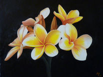 Frangipani