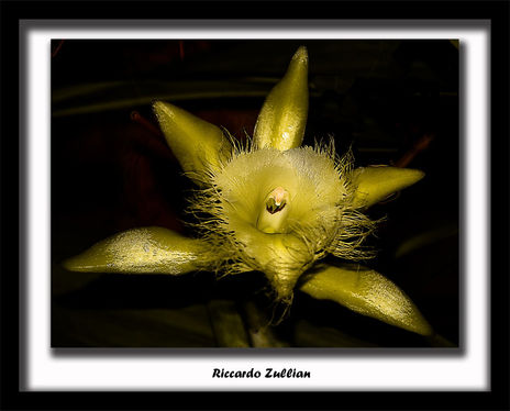 Ororquidea