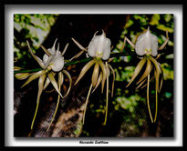 Bailarinas