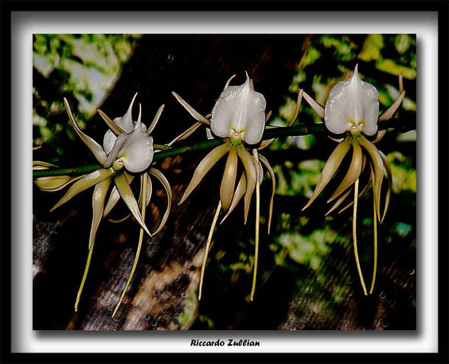 Bailarinas 