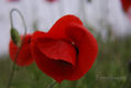AMAPOLAS EN SILENCIO