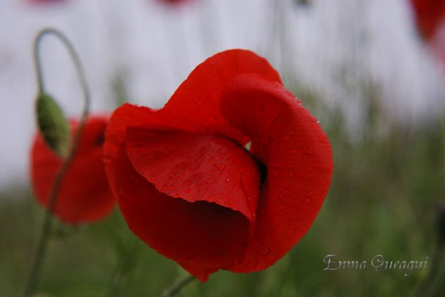 AMAPOLAS EN SILENCIO Naturaleza Color (Digital)