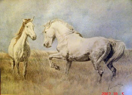 Camargue2