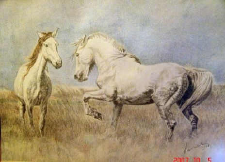 Camargue2