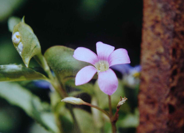 YUYITO SOLITARIO Naturaleza Color (Química)