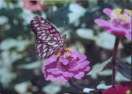 Mariposa 1