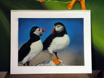 Puffins