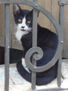 GATITO EN "DO MENOR"