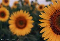 Girasoles