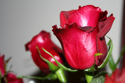 Rosa2006