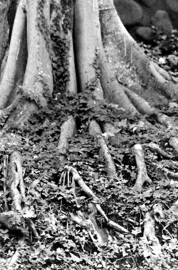 Raices Nature Black and White (Digital)