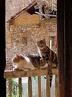 Gatas en el balcón Nature Color (Digital)