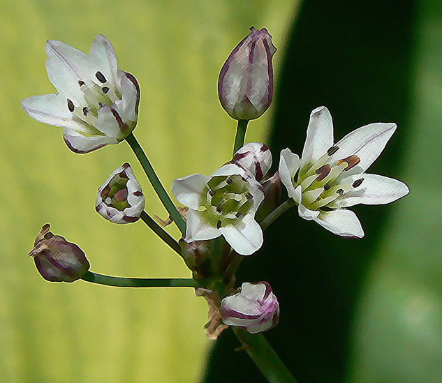 Allium Nature Color (Digital)