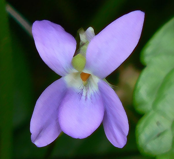 Violeta Naturaleza Color (Digital)