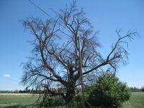 El arbol muerto