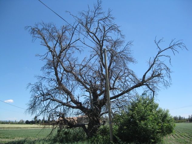 El arbol muerto 