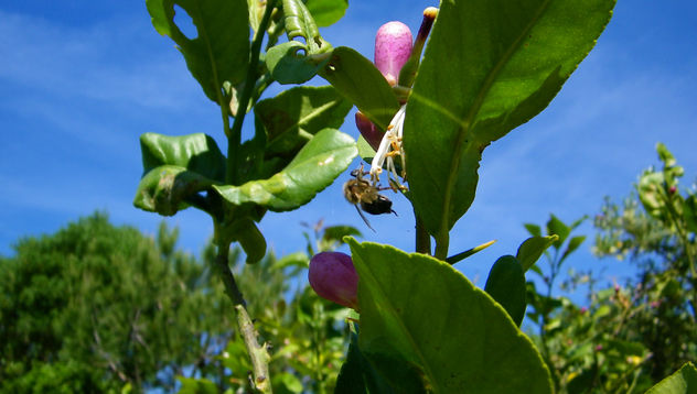 ABEJA